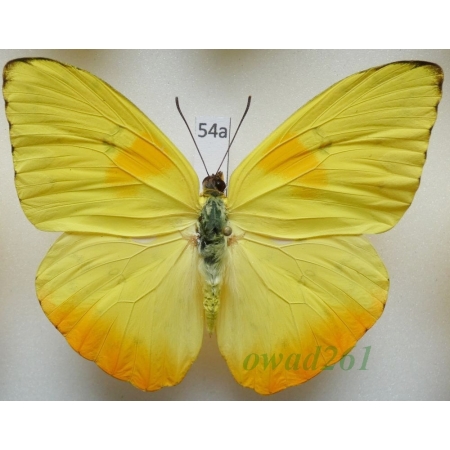 Phoebis philea (Linnaeus, 1763) Peru 71mm54a
